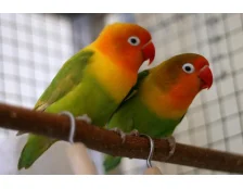 Виды домашних попугаев