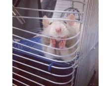 Как выбрать и оборудовать клетку для декоративной крысы?