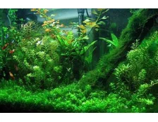 Самые распространенные аквариумные растения