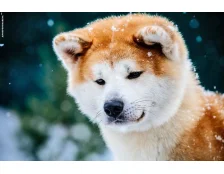 Как вывести блохи у животных?