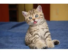 Как воспитывать котенка?