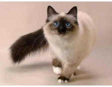 Уход за кошками