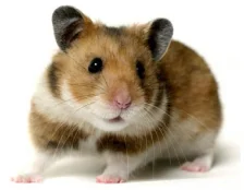 Уход за хомяком