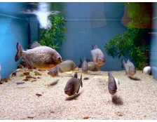 Необычные домашние животные