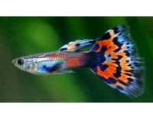 Первая рыбка начинающего аквариумиста - гуппи