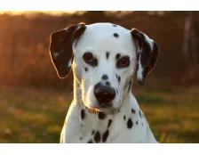 Далматин - собака-аристократ. Особенности характера