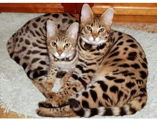 Кошка породы Саванна