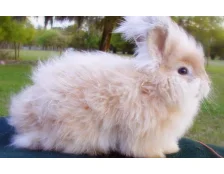 Груминг для кролика