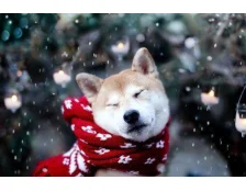 Зимняя прогулка с собакой