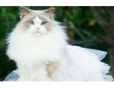 Тонкости кошачьей физиологии