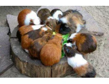 Содержание морских свинок