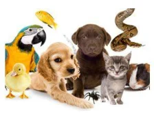 Бизнес-идеи: Как создать свой интернет-магазин зоотоваров