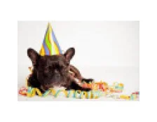 Какие есть праздники для животных и когда их отмечать