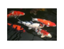 Особенности содержания Карпов Кои в аквариуме и пруде