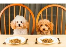 Лучшие корма для собак - Актуальный рейтинг