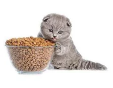 Рейтинг лучших кормов для кошек – Обзор торговых марок