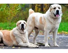 Собака породы алабай