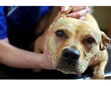 Ушной клещ у собак