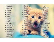Клички для котов мальчиков