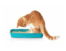 Как приучить кошку к лотку - Обзор