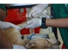 Какие вакцины нужно делать щенкам, что бы защитить от различных инфекций