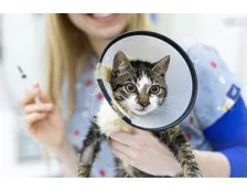 Какие прививки нужно делать котенку, чтобы защитить от инфекций