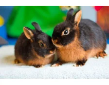 Как подружиться с кроликом