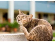 Как вывести блох у кошки - Лучшие методы