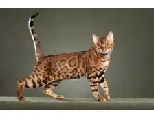 Какая самая дорогая в мире кошка - Рейтинг пород