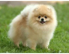 Собака породы шпиц