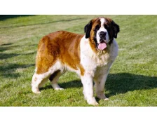 Порода собак сенбернар