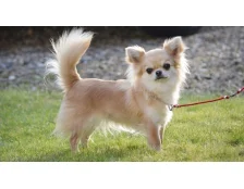 Собака породы чихуахуа