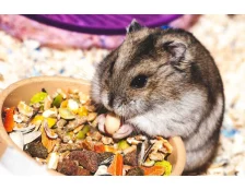 Чем кормить хомяка?