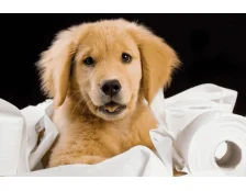 Как приучить собаку к пеленке