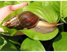 Чем кормить улиток ахатин