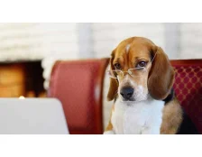 Самые умные породы собак в мире