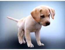 Как приучить собаку ходить в туалет на улице