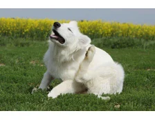 Подкожный клещ у собак - Как правильно лечить