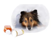 Лишай у собак