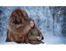 Тибетский мастиф