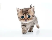 Как определить пол котенка