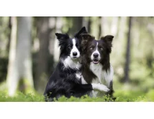 Вязка собак