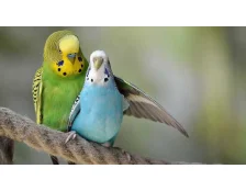 Как назвать попугая