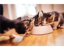 Чем правильно кормить котенка