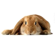 Декоративные кролики