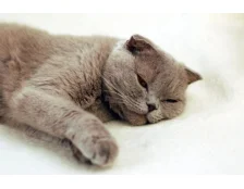 Рвота у кота