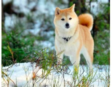 Самая красивая порода собак