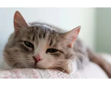 Глисты у кошек