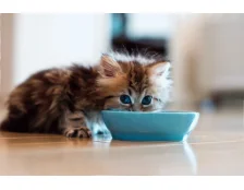 Можно ли кормить котенка молоком