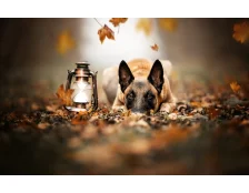 Бельгийская овчарка Малинуа